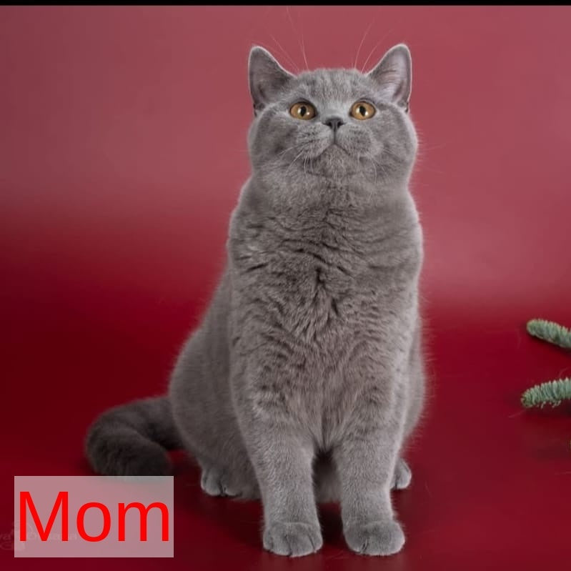 Emma British Shorthair female, blue