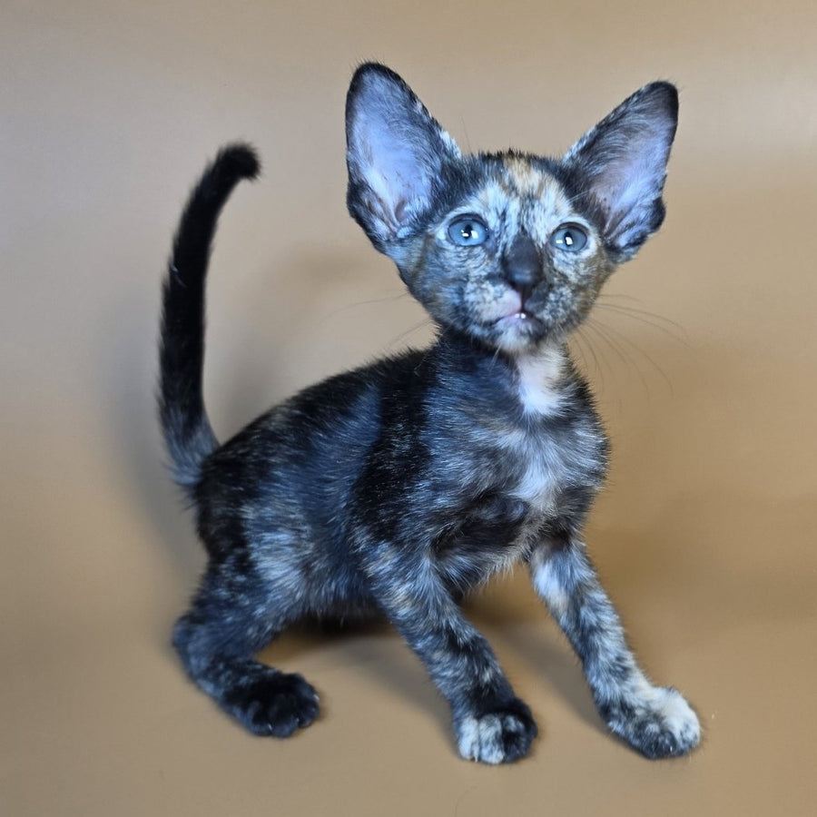 Fenja Oriental Shorthair female, black tortie