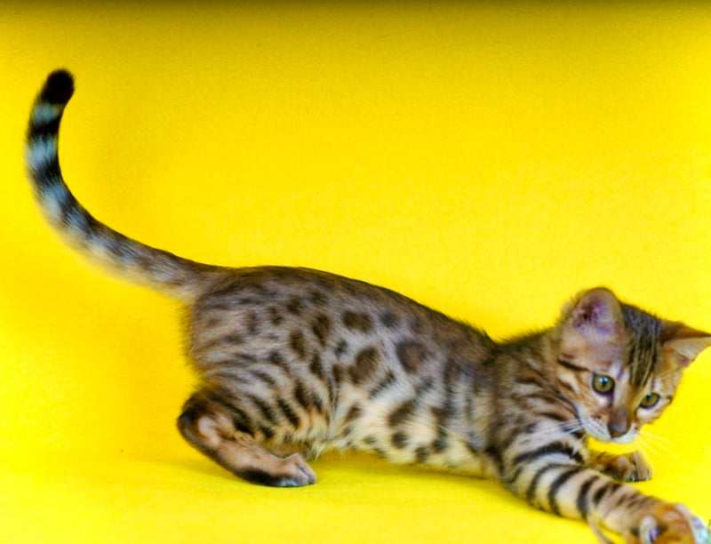 Jaguar Bengal male, black spotted tabby