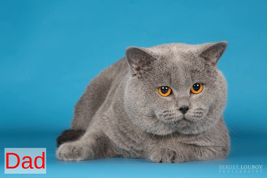 Garry British Shorthair male blue - live animals