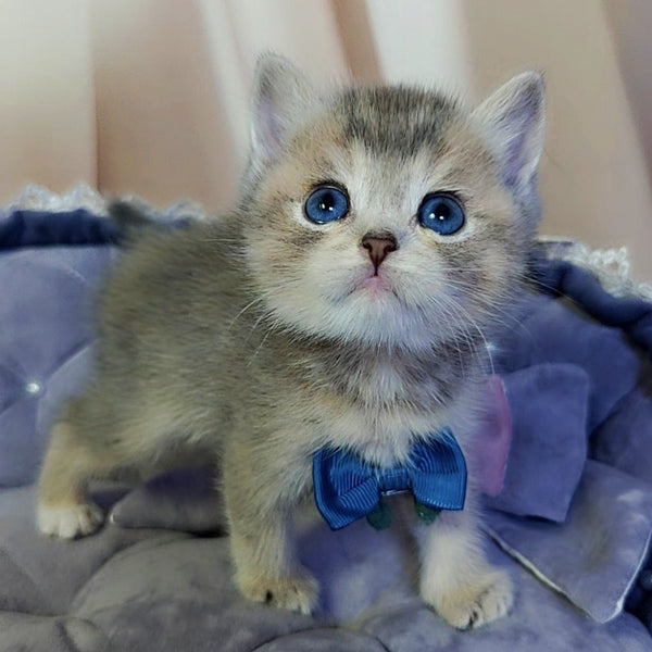 Toffee British Shorthair male, blue golden ticked tabby with white