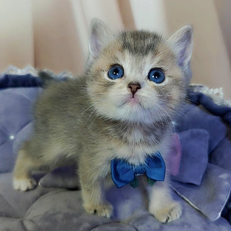 Toffee British Shorthair male, blue golden ticked tabby with white