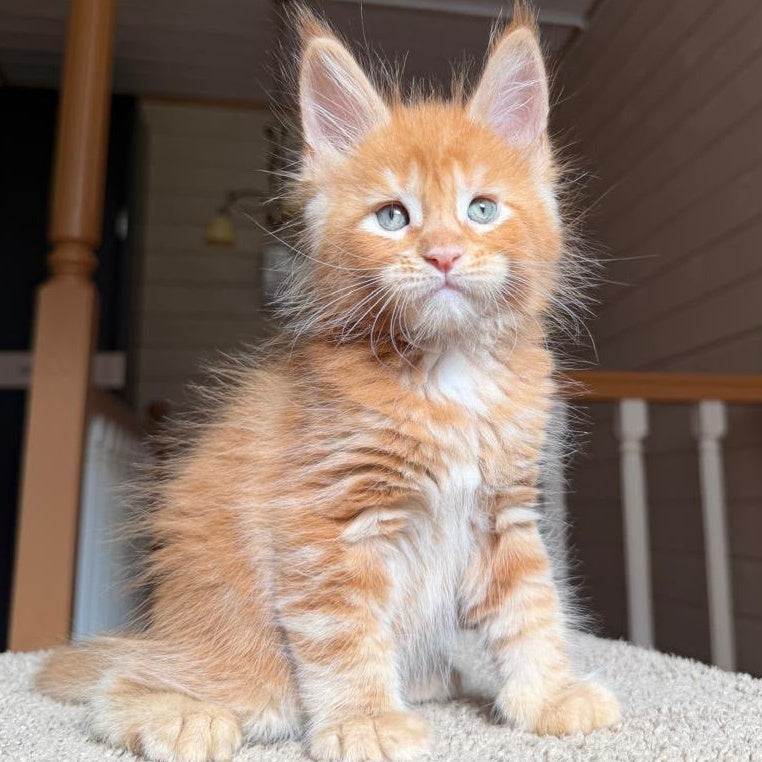 Amur Maine Coon male, red tabby with white
