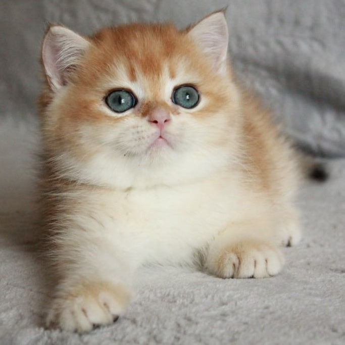 Khan British Shorthair male, black golden chinchilla
