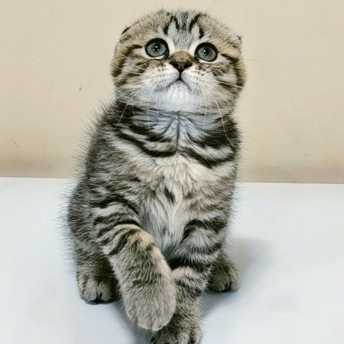 Lola Scottish Fold female, black spotted tabby
