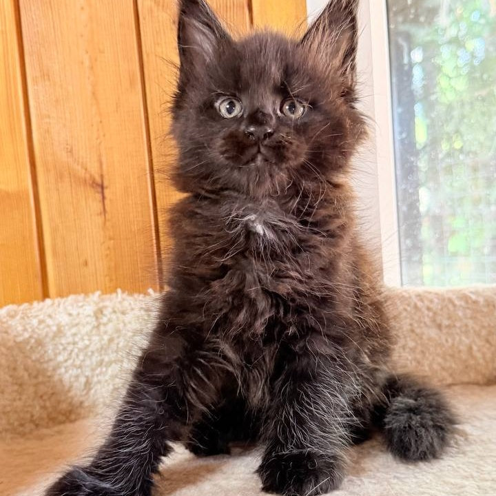 Olenna Maine Coon female, black with white