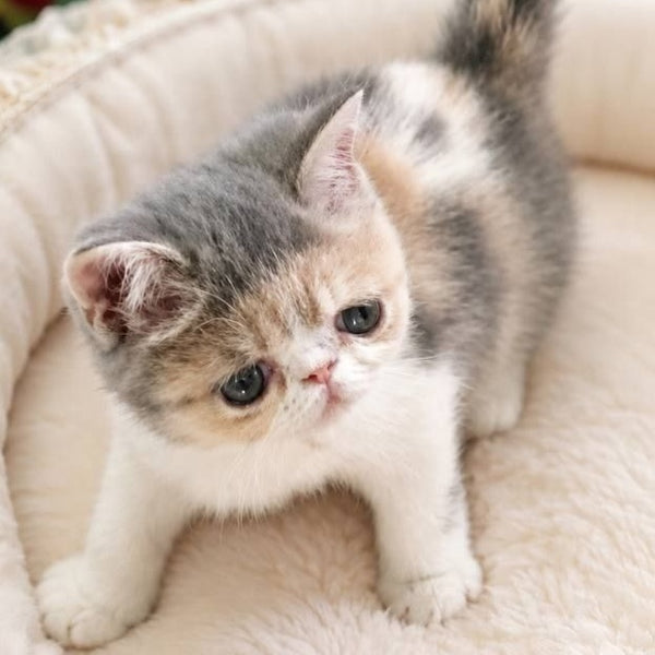 Mashunya Exotic female, blue tortie spotted tabby bicolour