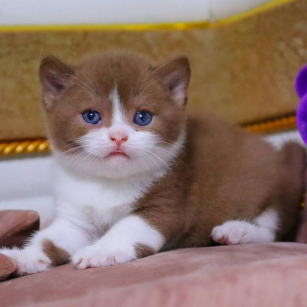 CapCake British Shorthair male, black bicolour