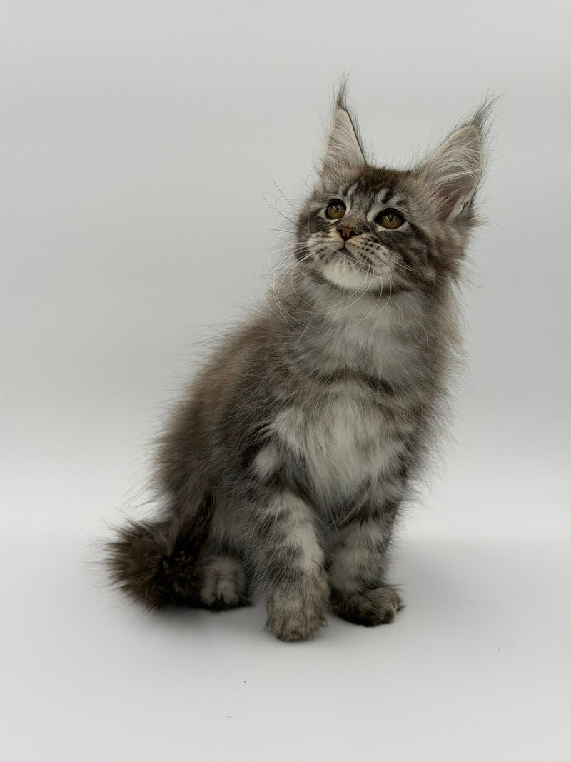 Kiss Maine Coon male black silver tabby - live animals