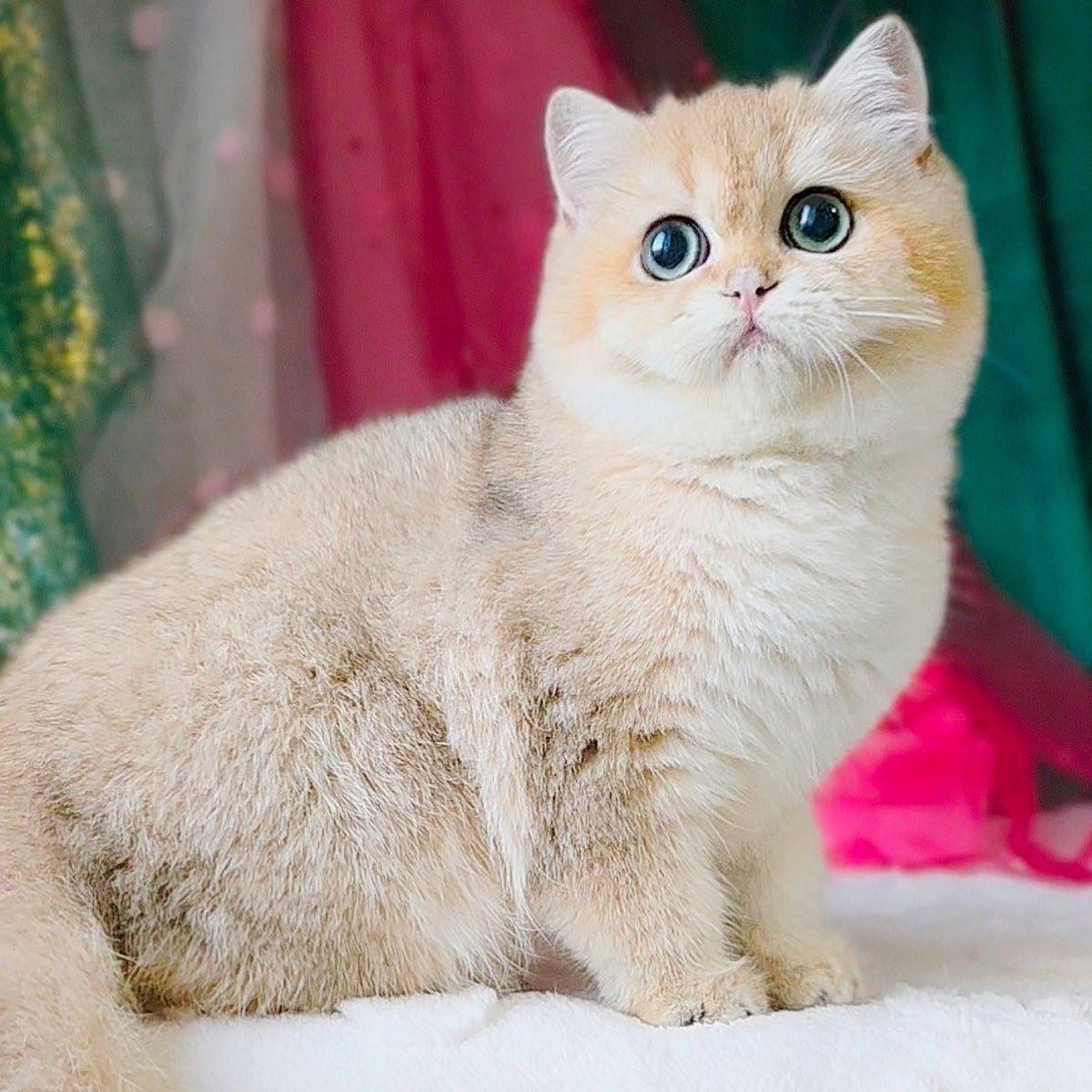 Richard British Shorthair male, black golden shaded