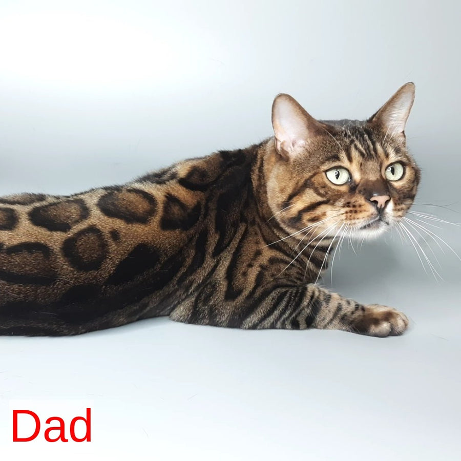 Diana Bengal female, black spotted tabby