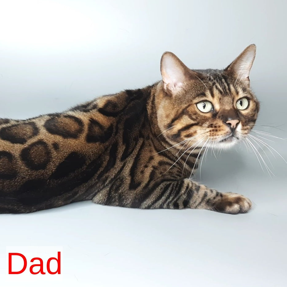 Dexter Bengal male, black spotted tabby