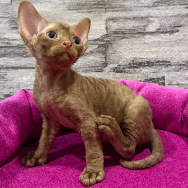 Paskal Devon Rex male, cinnamon