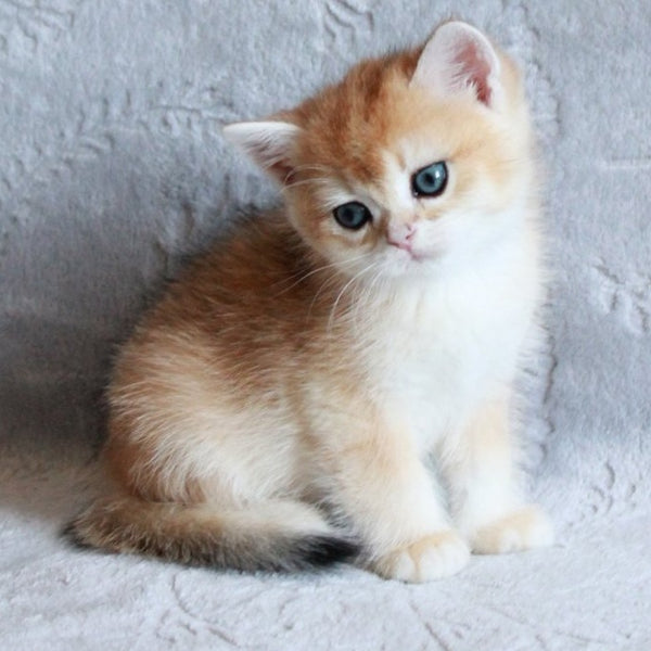 Morris British Shorthair male, black golden chinchilla