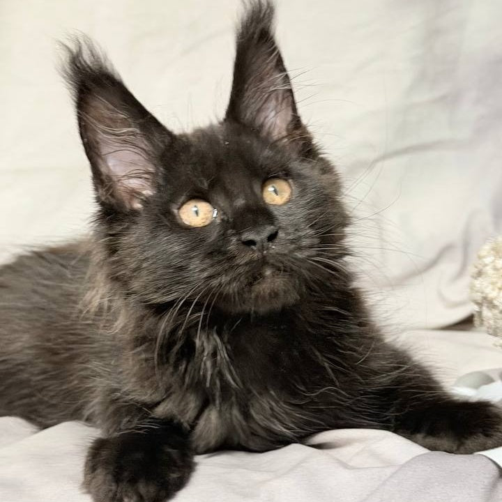 Galaxy Maine Coon female, black with white