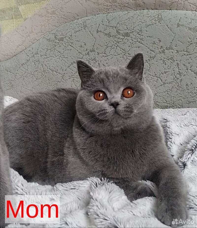 Electra British Shorthair female, black