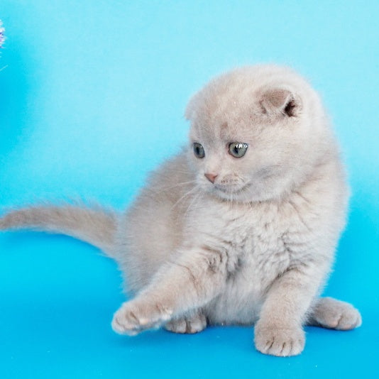 Allan Scottish Fold male, fawn