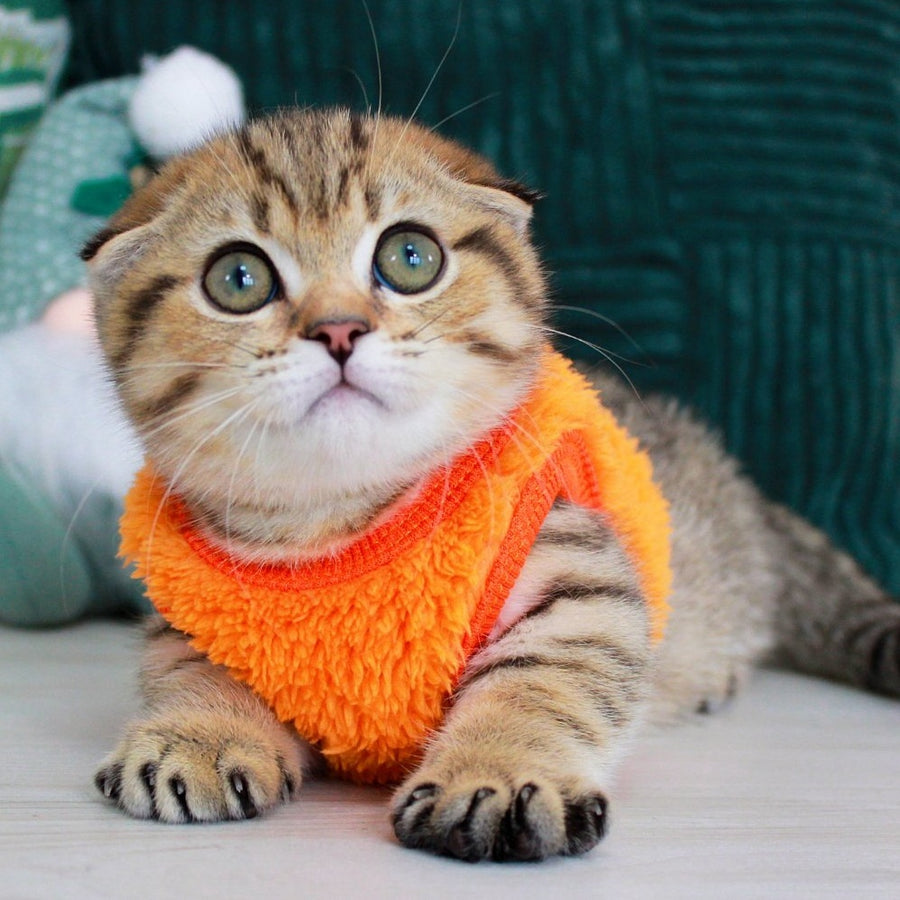 Marcus Munchkin male, chocolate golden spotted tabby