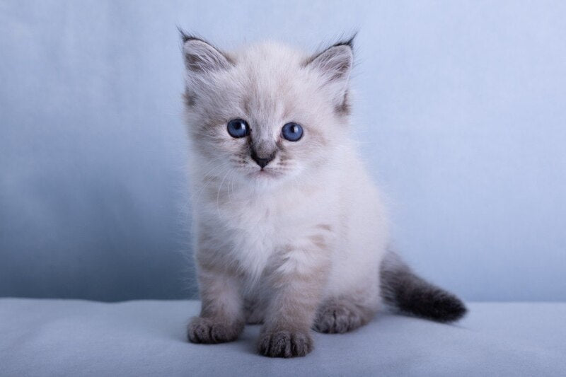 Ivi Siberian female, black tabby pointed