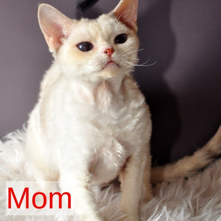 Tolik Devon Rex male, blue bicolour pointed