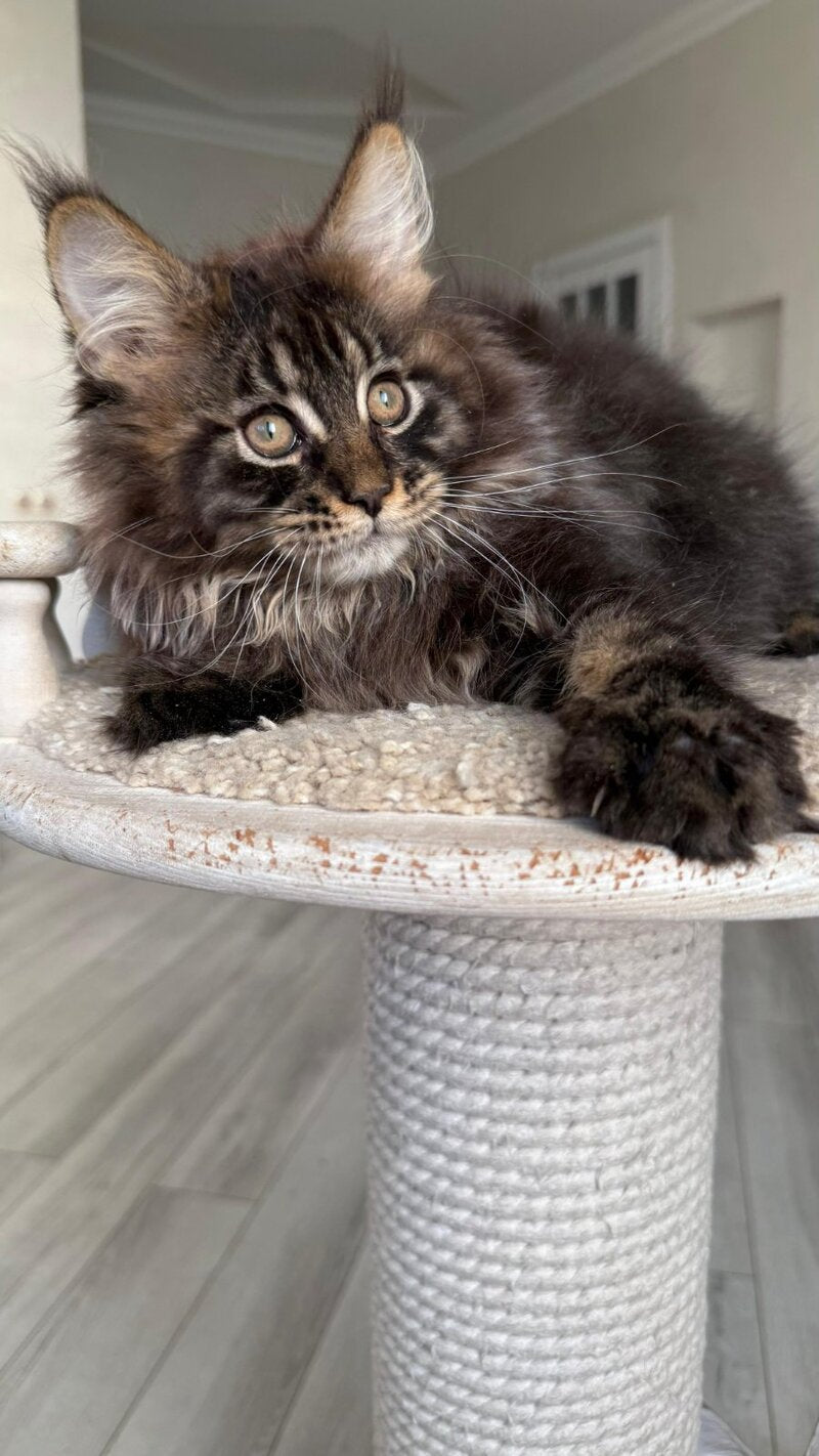 Unicum Maine Coon male, black tabby