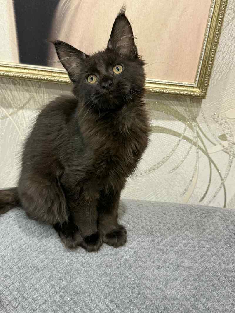 Faust Maine Coon male, black