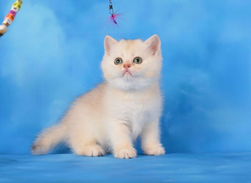 Oliver Scottish Straight male, chocolate silver shaded
