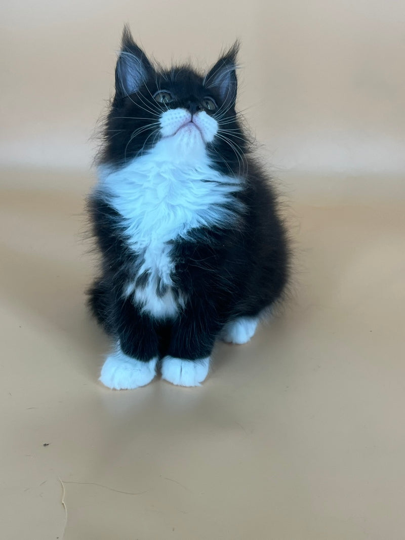 Betmann Maine Coon male, black bicolour