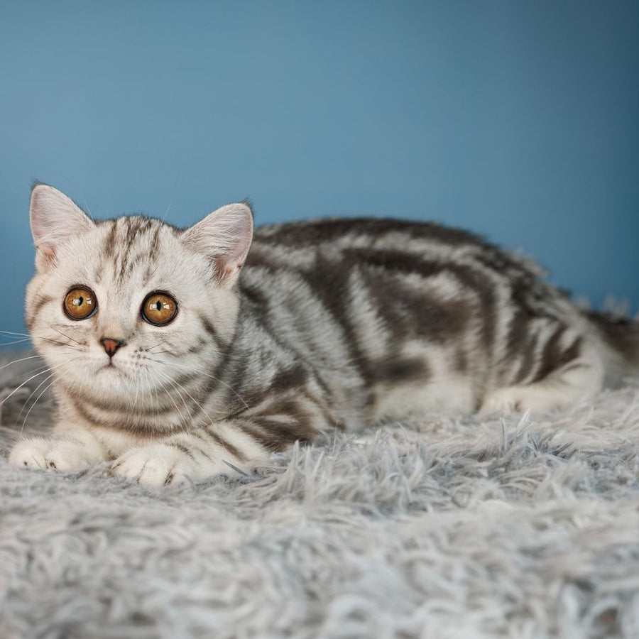 Yara Scottish Straight female, black silver tabby