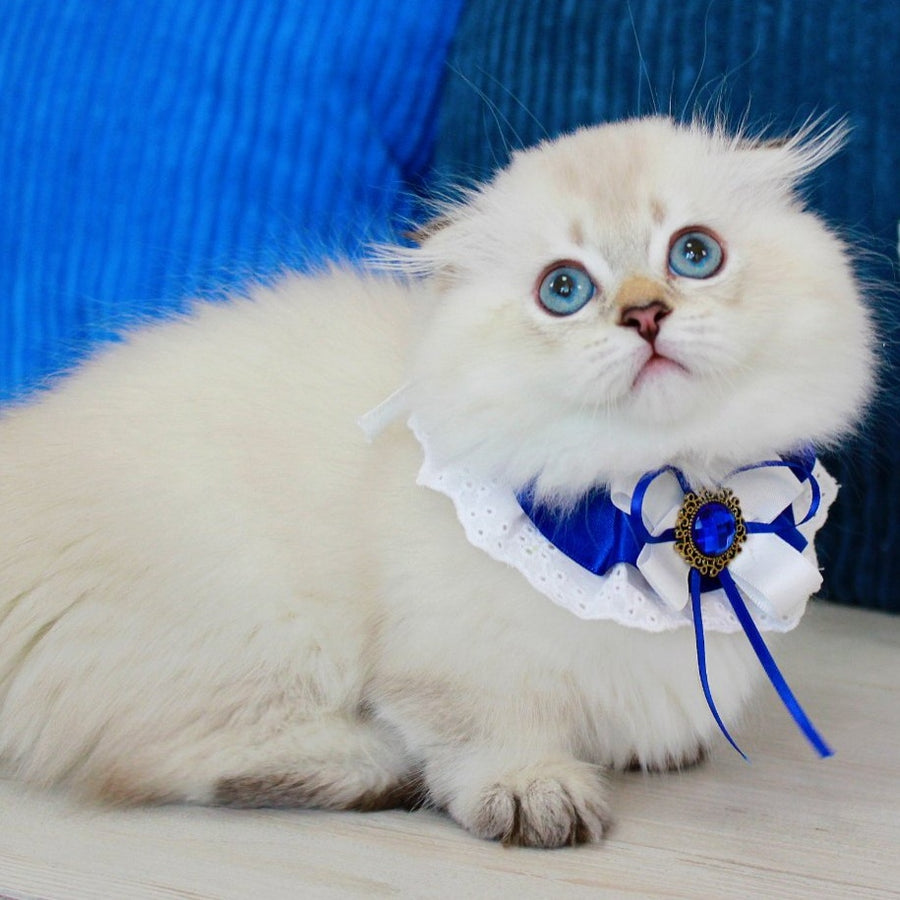 Marsel Munchkin male, chocolate golden shaded pointed