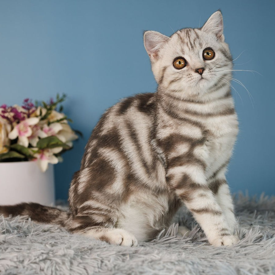 Yara Scottish Straight female, black silver tabby