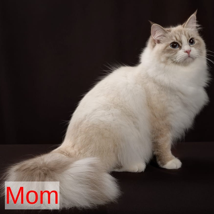 Eddie Siberian male, blue bicolour tabby pointed