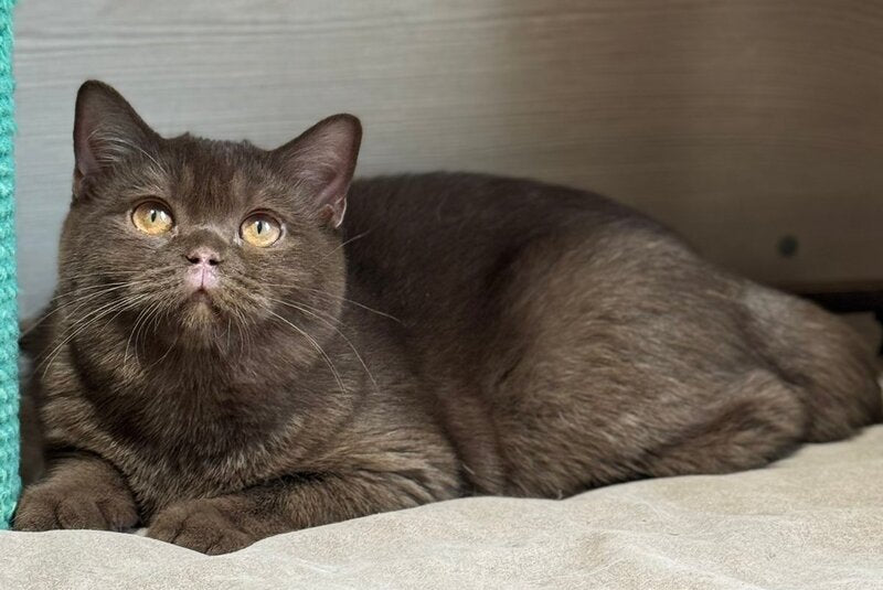 Bootsman British Shorthair male, chocolate bicolour