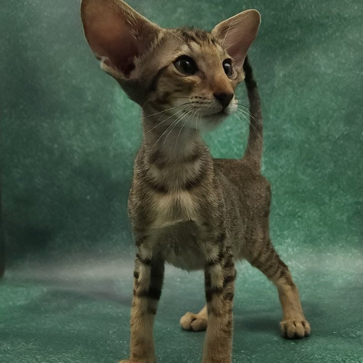 Azur Oriental Shorthair male, black spotted tabby