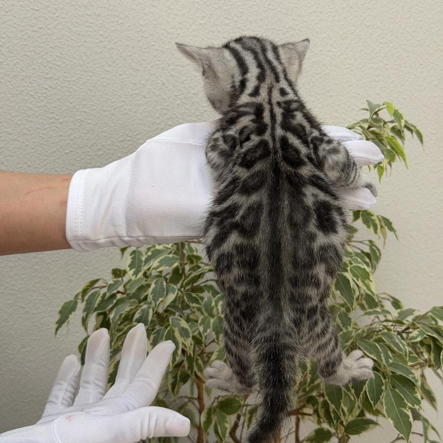 Cartier Bengal male, black silver spotted tabby