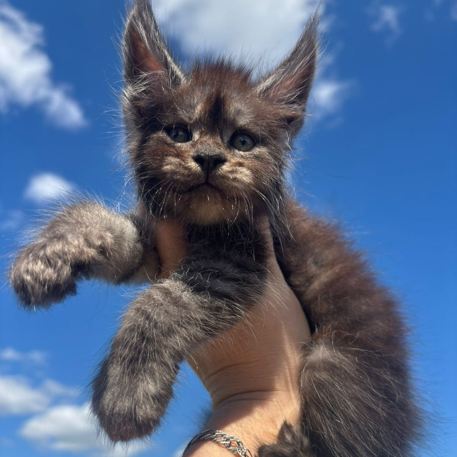 First Maine Coon male, black silver