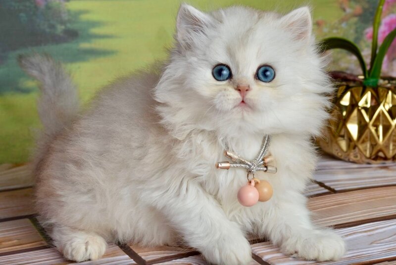 Ruby Scottish Straight female black silver shaded - live animals