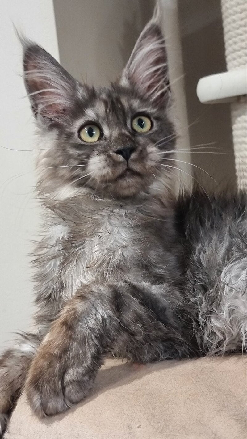 Cassia Maine Coon female black silver - live animals
