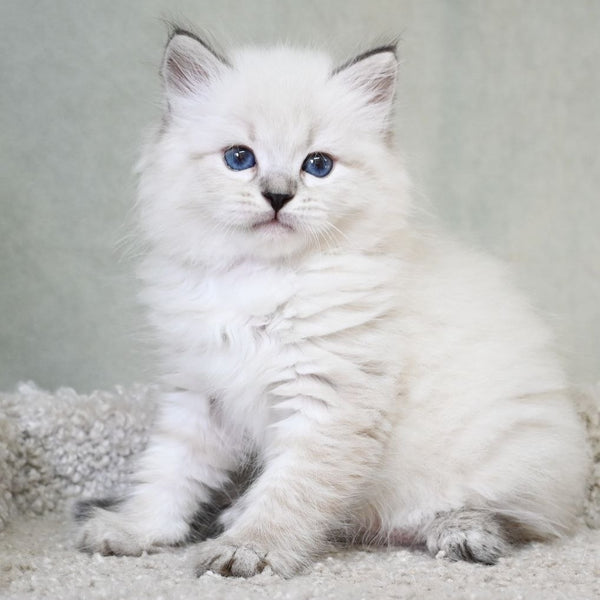 Kim Siberian male, black tabby pointed
