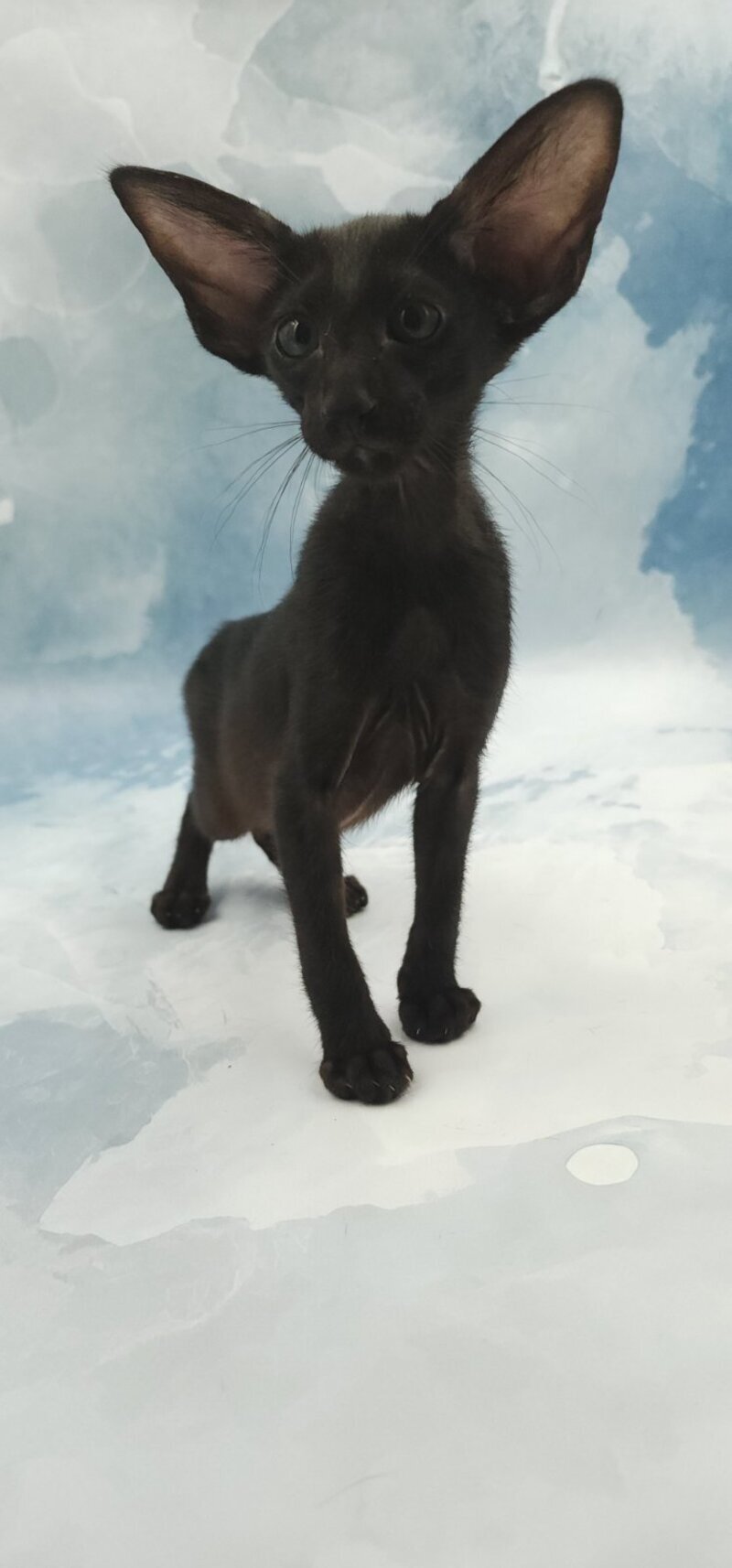 Orville Oriental Shorthair male, black