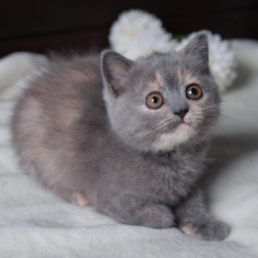 Aivi British Shorthair female, blue tortie