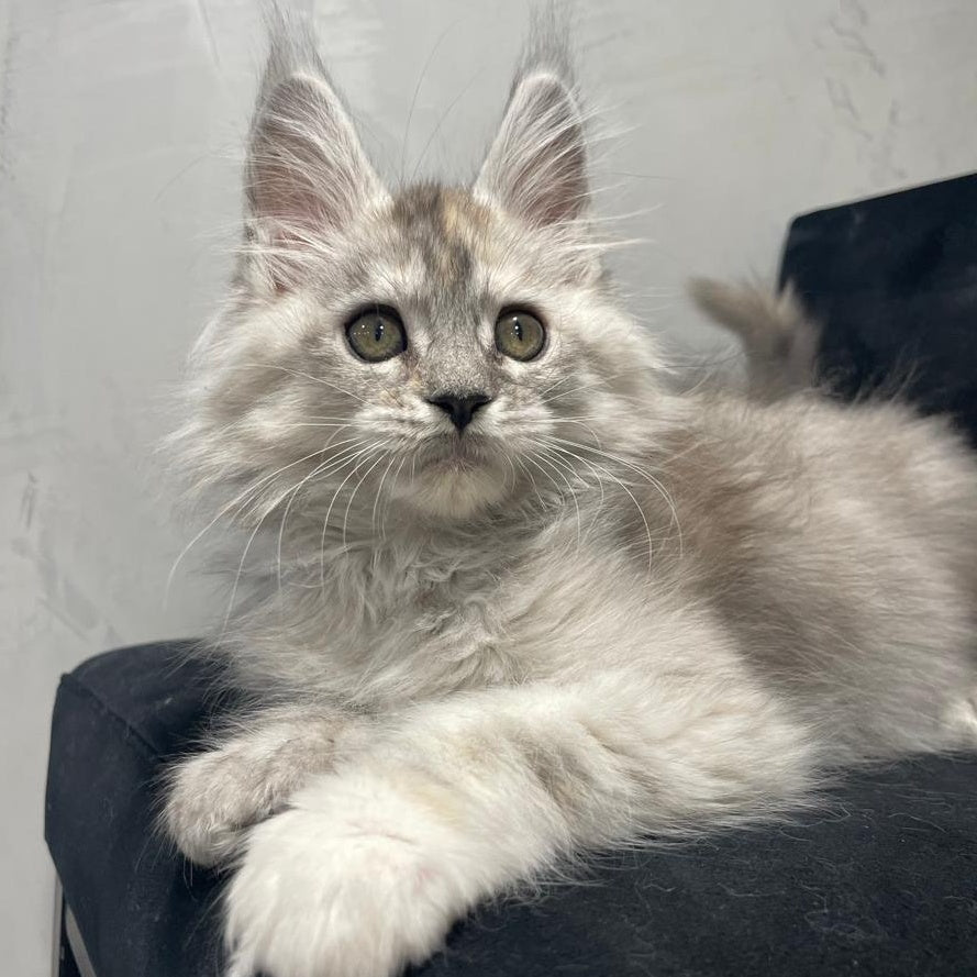 Tuffy Maine Coon polydactyl 5x6x6x6 female, black tortie silver