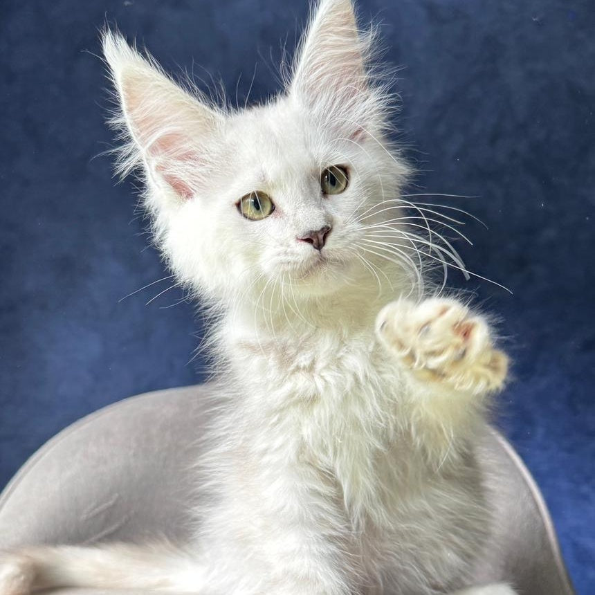 Webb Maine Coon male, black silver shaded