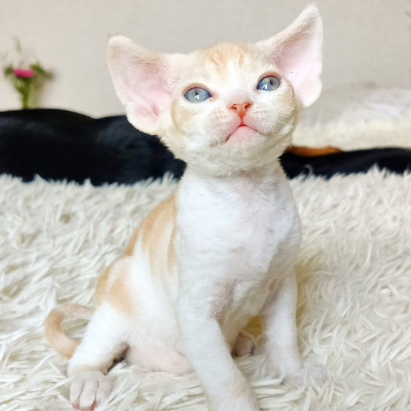 Leon Devon Rex male, red bicolour