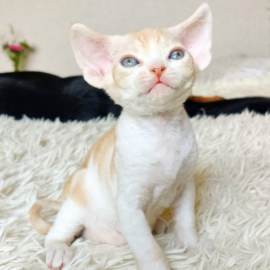 Leon Devon Rex male, red bicolour