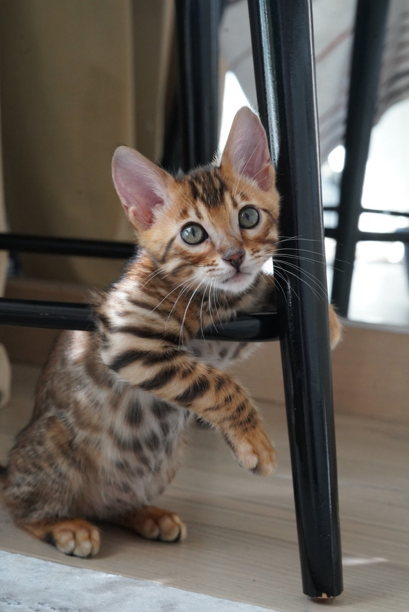 Justin Bengal male, black spotted tabby