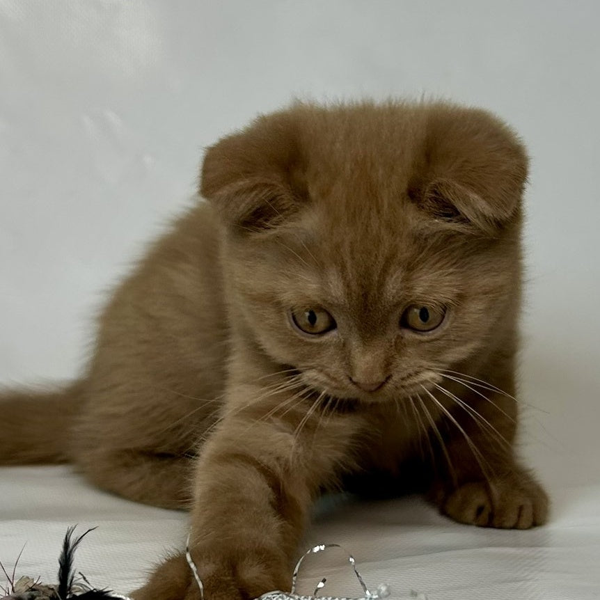 Lim Scottish Fold male, cinnamon