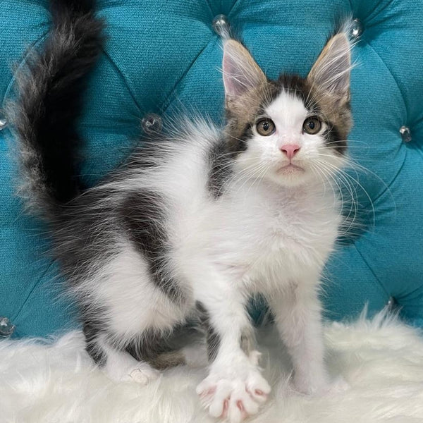 Sem Maine Coon male, black bicolour tabby