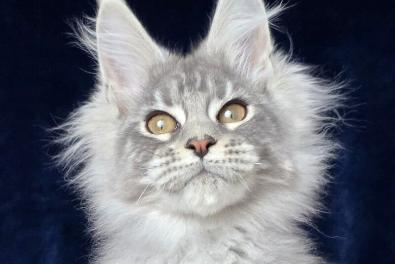 Caruso Maine Coon male, black silver tabby