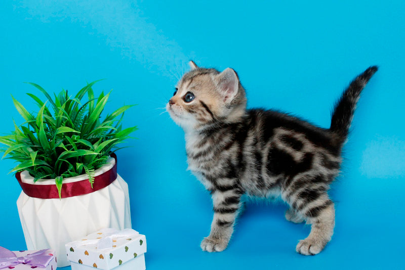 Kamilla British Shorthair female black silver tabby - live animals
